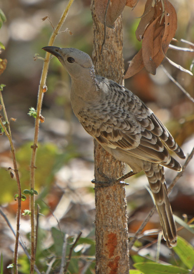 The bowerbird shows creative ways to say "I love you" and teaches us a life lesson about building a beautiful home.