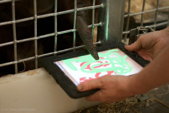 Orangutan paints with apps for apes to live a happier life