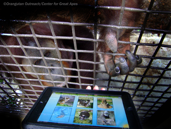 Orangutan with iPad making choices to live a happier life with apps for apes