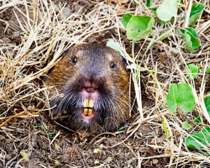 Gopher, a pest, shows that keeping a sense of humor is one of the secrets of success