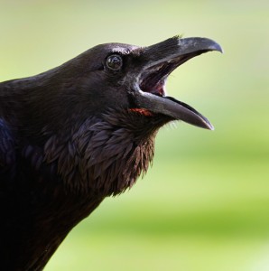 Cawing crow symbolizes learning how to listen, which is one of the secrets of success 