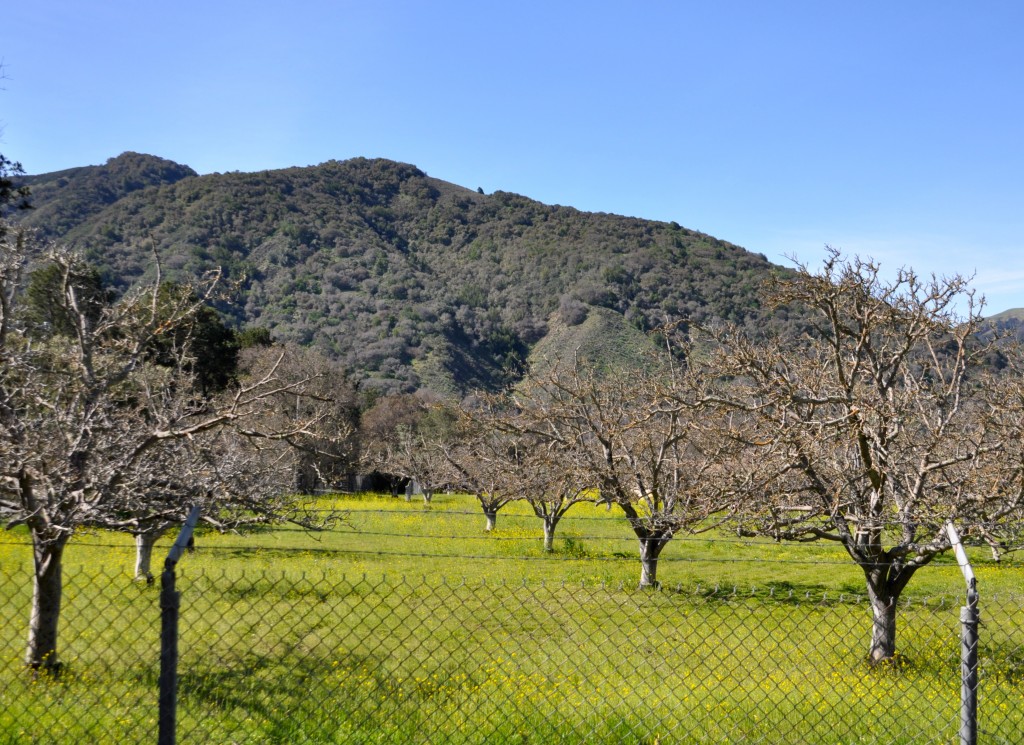 The Panetta walnut farm, one source of Leon Panetta's secrets of success 
