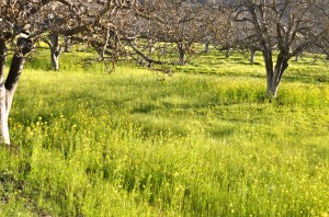 Winter on the Panetta walnut farm, where the cycle of the seasons builds patience, one of his secrets of success in life