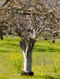 Walnut tree with evidence of grafting on trunk symbolizes that teamwork is one of the secrets of success