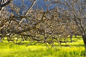 A tangle of walnut branches on Leon Panetta's farm symbolizes another secret of his political success