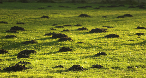 A field of molehills, work for the Royal Molecatcher, a job full of life-changing experiences.