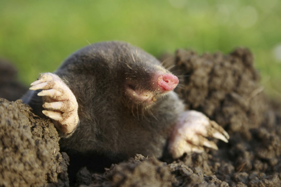 Mole peeking out from molehill, waiting to be caught by the Royal Molecatcher at Versailles, life-changing experiences for both.