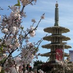 Sunny with a Chance of Cherry Blossom Petals