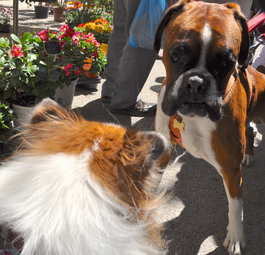After crossing cultures to France, an American Sheltie bridges cultural differences and makes friends with a French Boxer in the markets of Provence.