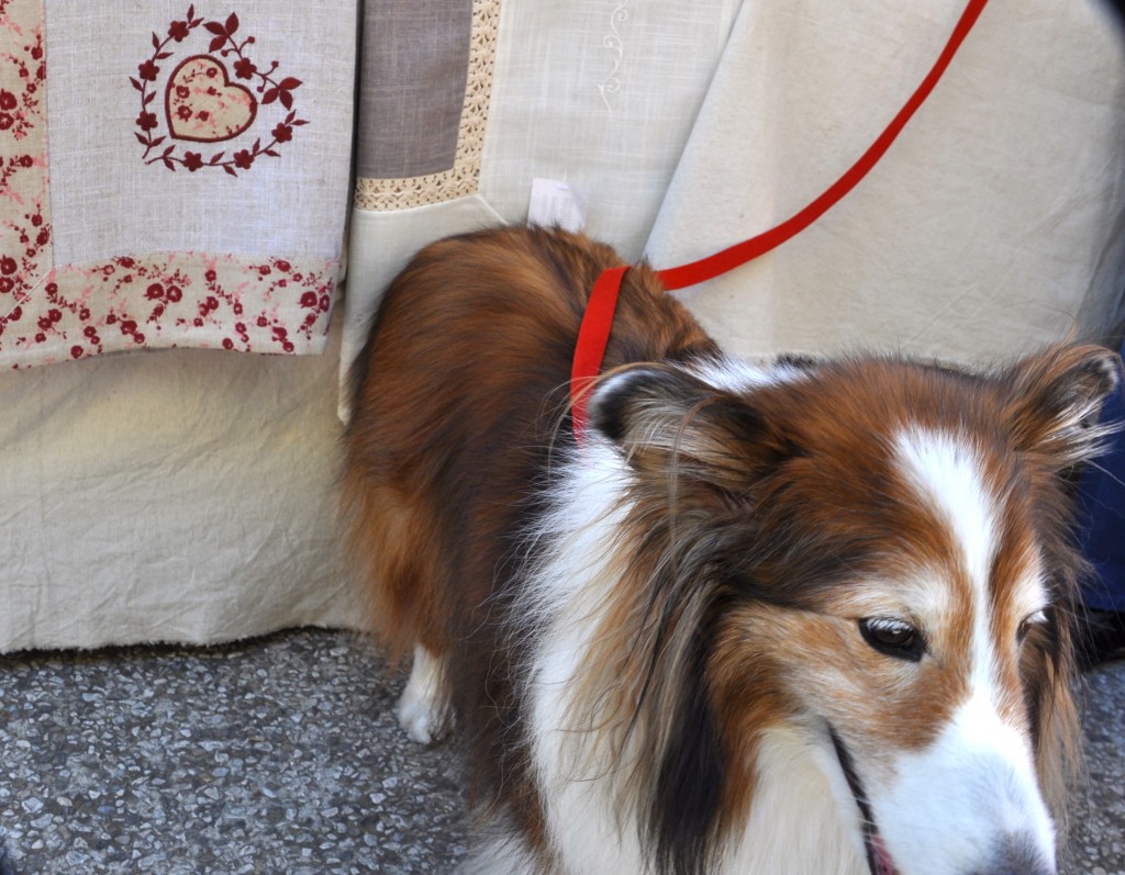 After crossing cultures to France, a Sheltie admires the linens in the markets of Provence.