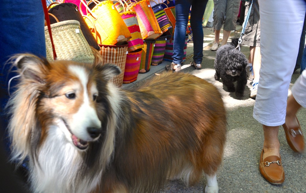 After crossing cultures to France, a Sheltie strolls through the markets of Provence and has an aha moment. 