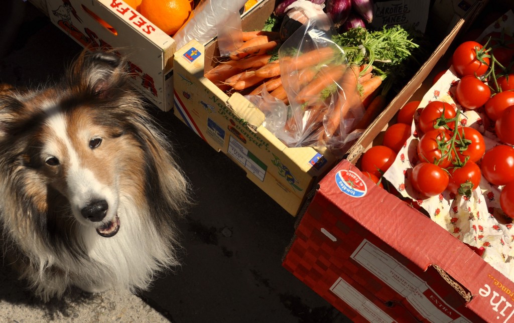 After crossing cultures to France, a Sheltie steals a tomato in the markets of Provence and has an aha moment.