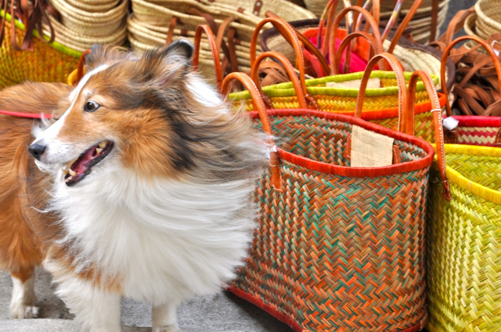 A Sheltie in the markets of Provence prompts aha moments while crossing cultures