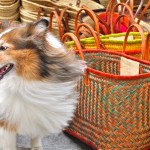 Crossing Cultures: To France with a Sheltie
