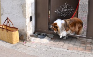After crossing cultures to France, a Sheltie steps out her gate and heads to the markets of Provence.