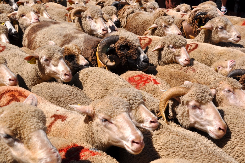 Sheep moving through Saint-Rémy-de-Provence and showing bystanders that life is full of surprises