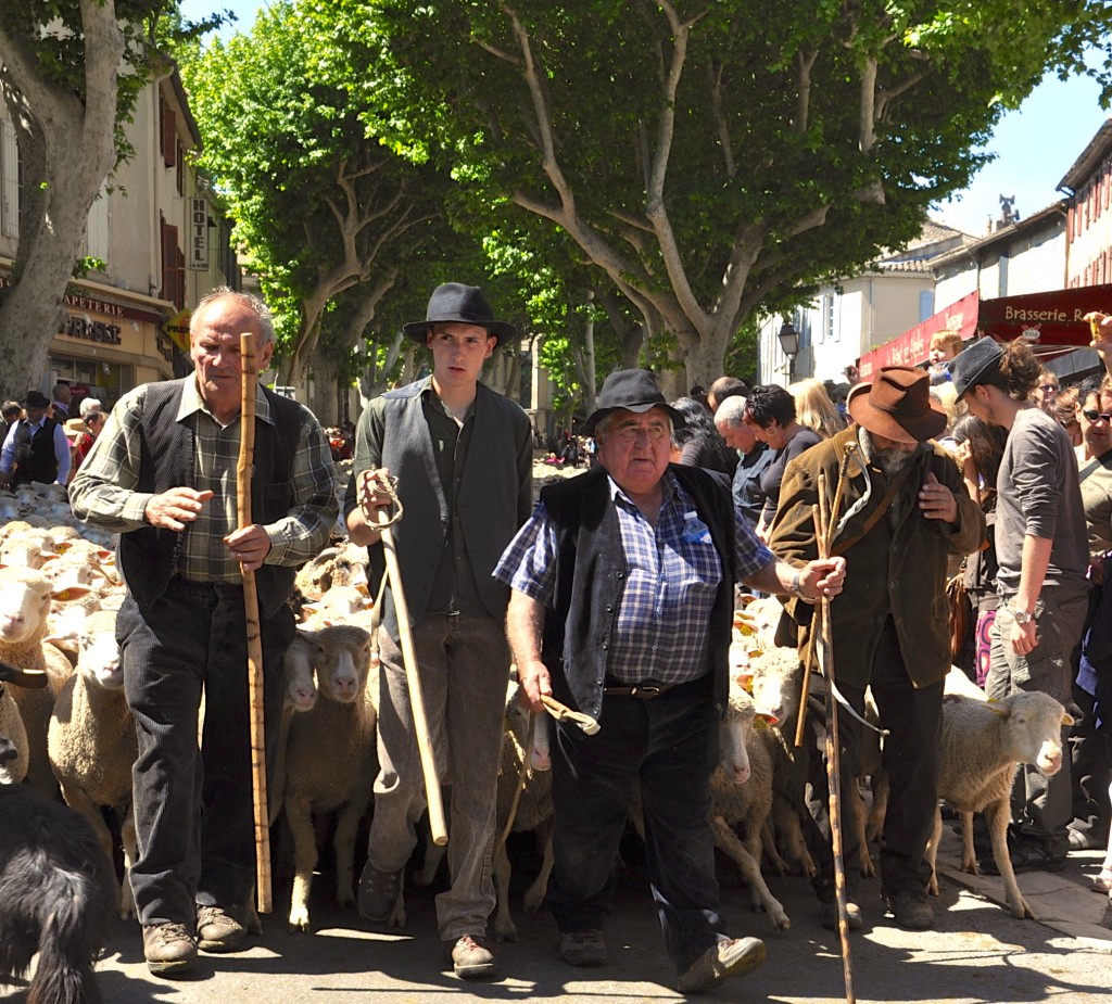 Sheep moving through Saint-Rémy-de-Provence and showing bystanders that life is full of surprises