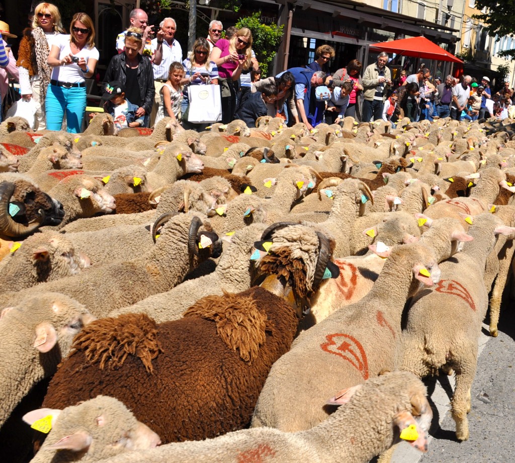 Sheep moving through Saint-Rémy-de-Provence and showing bystanders that life is full of surprises