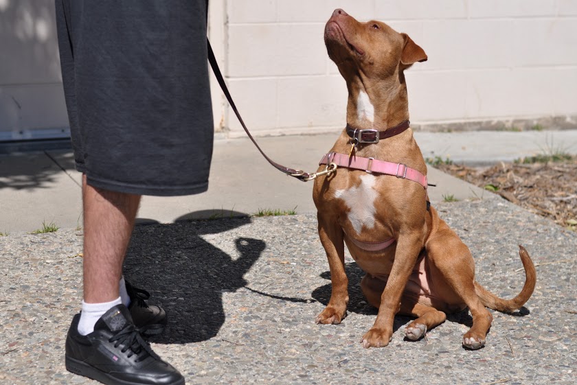 Dog training during a Take the Lead class is a life-changing experience