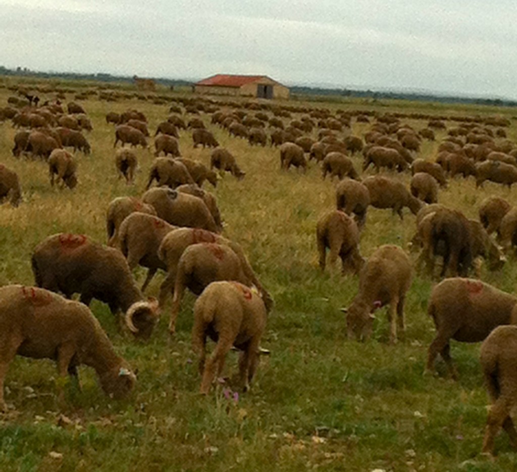 Sheep grazing in Provence, seen on a vagabond travel day and showing that life is full of surprises