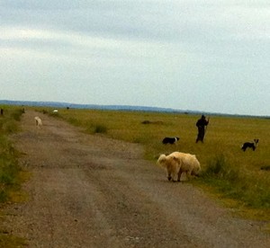 Provence shepherd, seen on a vagabond travel day and showing that life is full of surprises