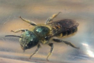 A green leafcutter bee, whose behavior shows life lessons in a bee garden