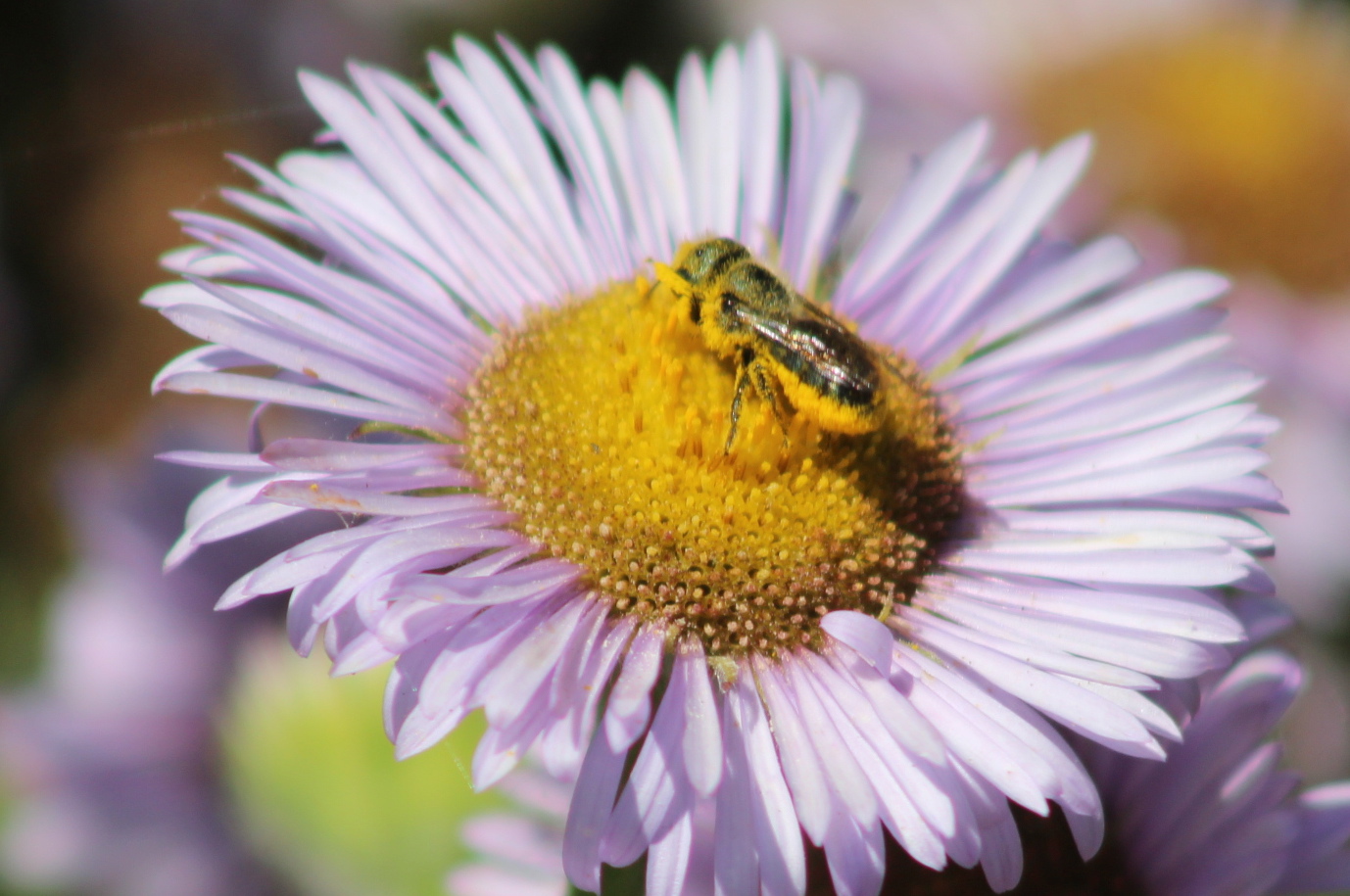 A leafcutter bee collecting pollen and showing life lessons in a bee garden