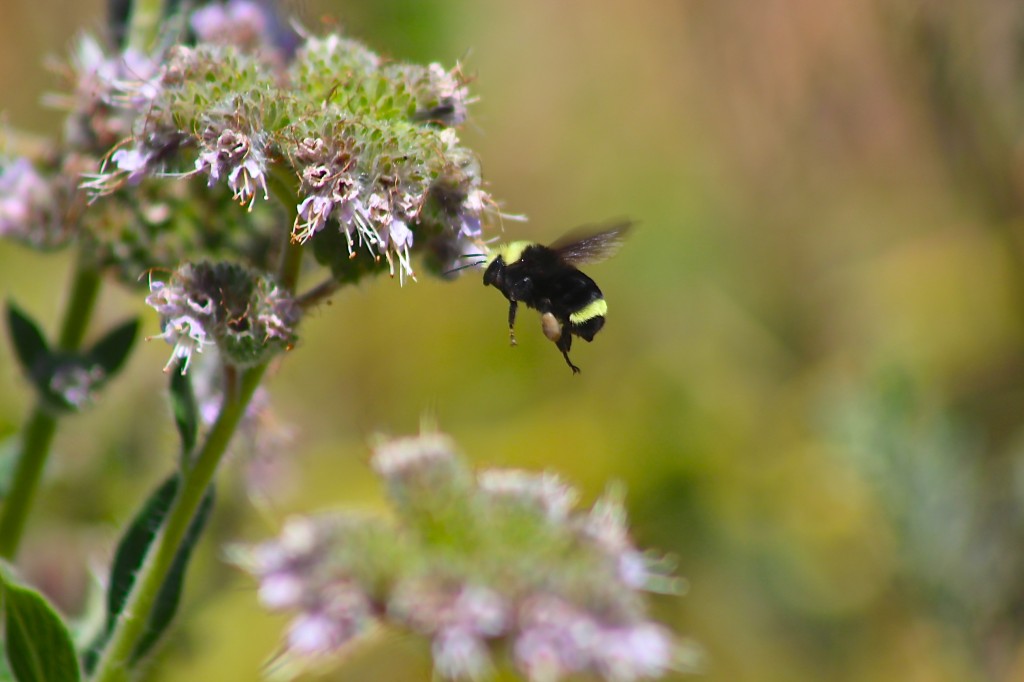 A bumblebee whose behavior shows life lessons in a bee garden