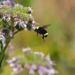 Seven Important Life Lessons in a Bee Garden