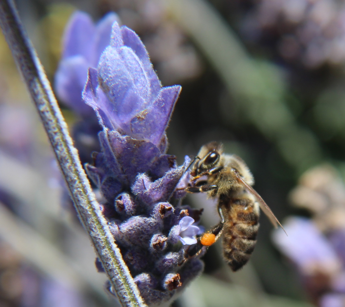 A honeybee, whose behavior shows life lessons in a bee garden