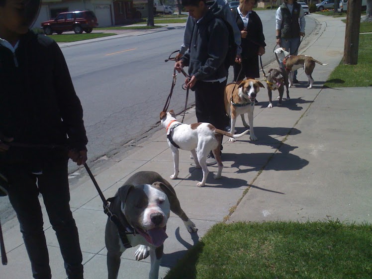Dogs lined up for a Take the Lead class, which provides life-changing experiences