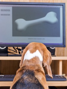 Beagle at a computer in a happy and productive office, illustrating a possible scene on Take Your Dog to Work Day