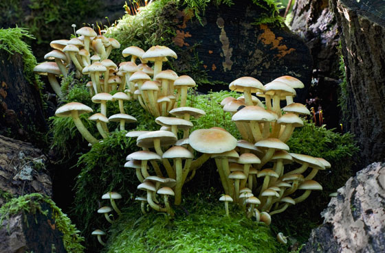 mushrooms, illustrating a source of innovative ideas for plastic alternatives