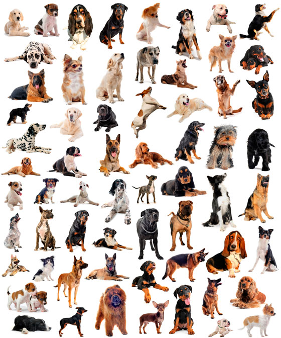 Dog breeds, illustrating the variety of talents that dogs can being to a a happy and productive office on Take Your Do to Work Day