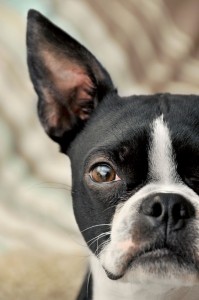 Boston Terrier with large ear, illustrating the ability to listen well in a happy and productive office