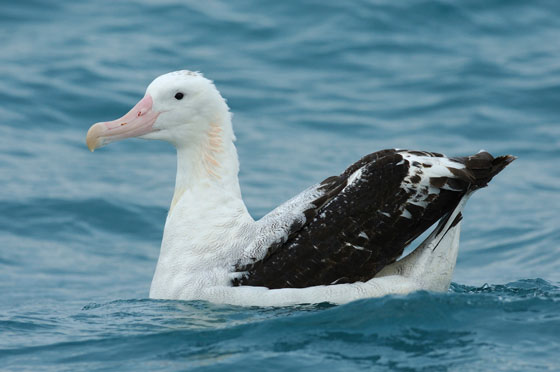 A floating albatross, whose plight gives inspiration to artistic expression reflecting tragedy in the world oceans
