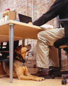 Dog and worker at a desk in a happy and productive office, illustrating a possible scene on Take Your Dog to Work Day