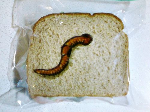 A worm coming out of the sandwich bag, creative expression by David Laferriere