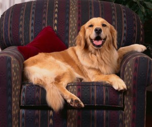 Golden Retriever in an easy chair at a happy and productive office, illustrating a possible scene on Take Your Dog to Work Day