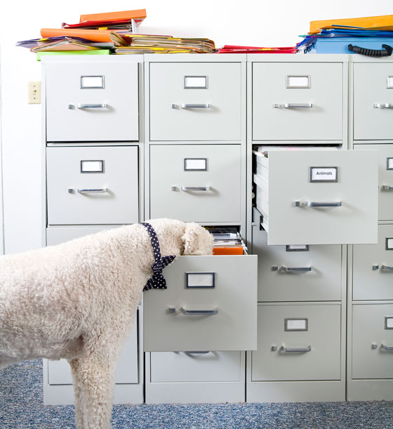 Poodle fetching a file in a happy and productive office on Take Your Dog to Work Day