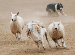Border Collie herding sheep, a talent needed for meeting management in a happy and productive office