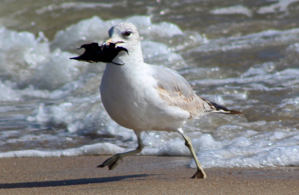 seagull and mermaid's purse, an inspiration for finding common ground on World Oceans Day