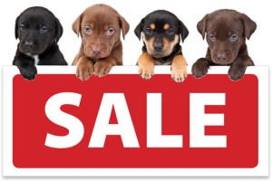Puppies advertising a sale, illustrating how the Marketing department can put dogs to productive work on Take Your Dog to Work Day