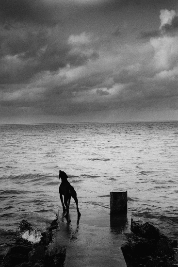 Dog barking at end of pier, creative inspiration in a black and white photography by Michel Vanden Eeckhoudt