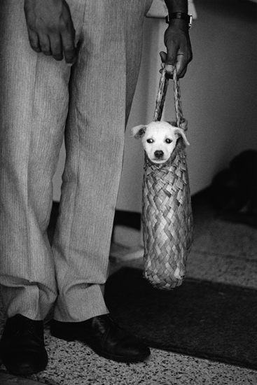 Man carrying dog in basket, creative inspiration in a black and white photograph by Michel Vanden Eeckhoudt