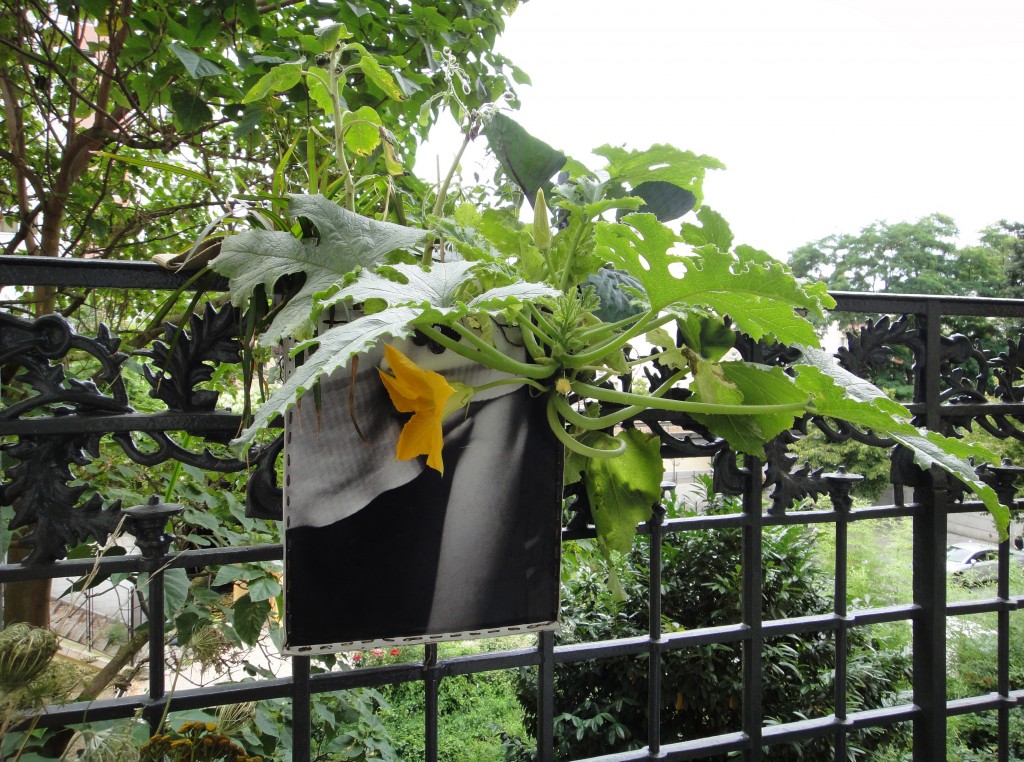 The Dadagreen, a creative idea in urban gardening, is planted with zucchini. Image © Paule Kingleur