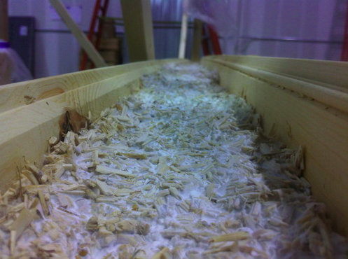 Mycelium growing inside the walls of the mushroom tiny house, an example of housing innovations