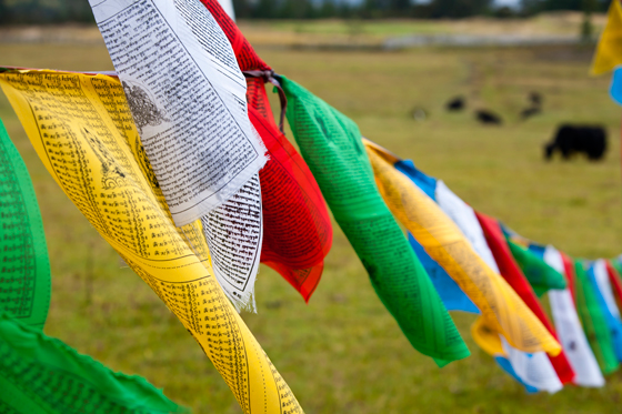 Tibetan prayer flags illustrating the cultural tradition of sending good wishes to others