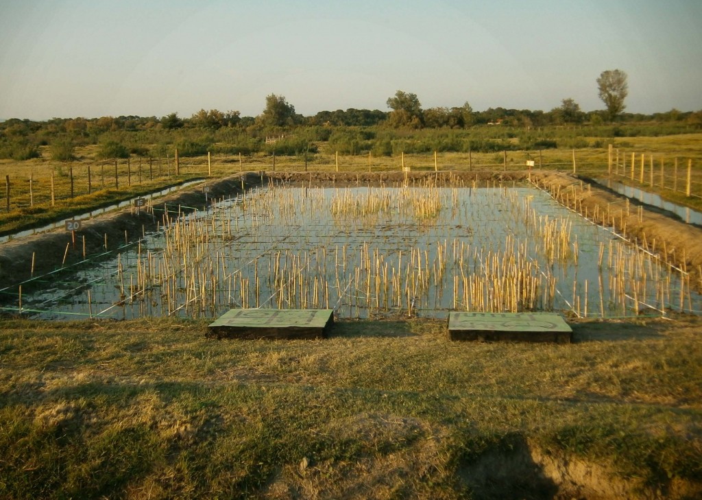 French Rice Paddy on June 15 at the time of planting the field for the tanbo art  (Image courtesy of Le Citron Jaune)