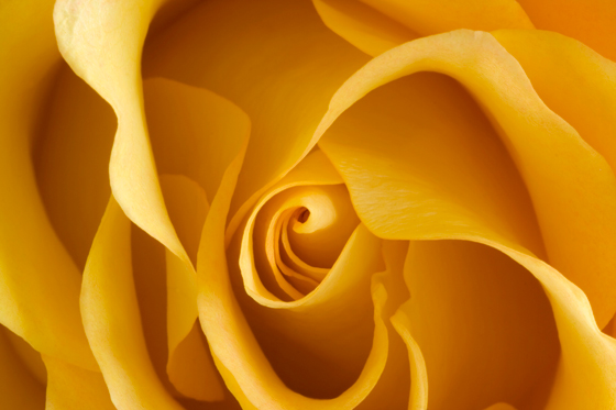 Yellow rose, a cultural symbol whose meaning varies in different cultures